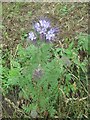 Purple Tansy (Phacelia tanacetifolia) near Weetslade Country Park