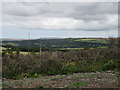 Guisborough Woods