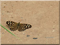 SJ8256 : Speckled Wood butterfly on a footpath by Stephen Craven