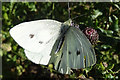 NJ8166 : White Butterfly by Anne Burgess