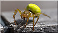 J5180 : Spider, Bangor by Rossographer