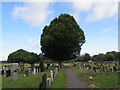 ST6390 : Dominant tree in Thornbury Cemetery by Jaggery