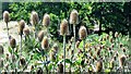 Teasel - Dipsacus fullonum