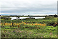 SD4214 : Martin Mere Wetland Centre, Vinson's Marsh by David Dixon