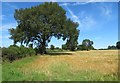 Field boundary near Brompton