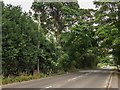 An old telegraph pole, Measham Road, Ashby-de-la-Zouch