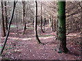 Path through Park Wood