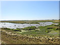 Langenhoehall marsh; 1 mile from Mersea Isle