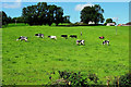 Field with cattle, Gargadis