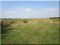 SP9194 : Sheep pasture near Gretton by Jonathan Thacker
