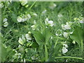 NT6861 : Pea flowers at Cranshaws by M J Richardson