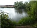 Pond seen from Bridgwater and Taunton Canal towpath