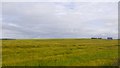 Barley, Nether Brownhill