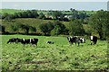 H3464 : Cattle, Knockaraven by Kenneth  Allen