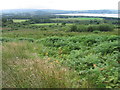 Rough moorland below Conic Hill