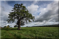 Tree on The Staffs Way, Froghall