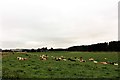 Cattle by Craigmuir Wood