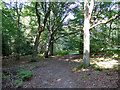 Path, Ashdown Forest