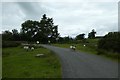 Sheep on the road