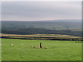 Mystery stone in a field