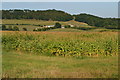 Corner of sweetcorn crop, with Withyslade Farm in the distance