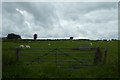 Gate and sheep field