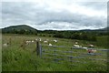 Sheep between the roads