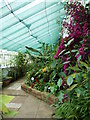 SY0785 : Bicton Park - tropical house by Chris Allen