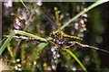 Female Black Darter (Sympetrum danae), Hatchmere