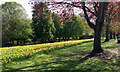SP3165 : Daffodils, York Promenade, Royal Leamington Spa by Robin Stott