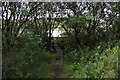 Hatchmere through the trees