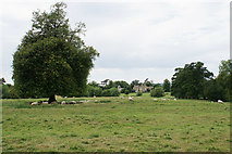 SP2638 : A field of sheep near Burmington by Bill Boaden
