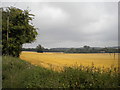 Fields north of Mansfield Woodhouse