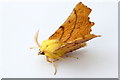 Canary-shouldered Thorn (Ennomos alniaria), Grange Road, Ashton Hayes