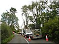 Tree felling at Torhole Bottom