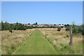 Walking the dog through the nature reserve