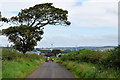 Tree along Ballycairn Road