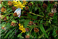 C9342 : Common blue butterfly, Portballintrae by Kenneth  Allen