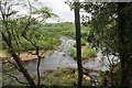 River Swale from Langton Wood