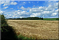 Barley field near Kilmarnock