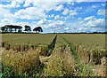 Arable land in the Irvine Valley