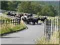 NT9503 : Driving cattle at Sharperton by Oliver Dixon
