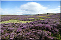 NY7305 : Blooming heather on Smardale Fell by Andy Waddington