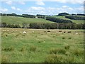 NT9601 : Field with cattle in Coquetdale by Oliver Dixon