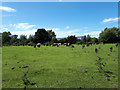 Long-horned cattle grazing near RAF Brize Norton