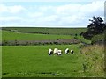 NT9802 : Sheep at the top of Greenside Bank by Oliver Dixon