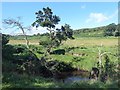 Looking across Grasslees Burn