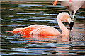 SD4314 : Chilean Flamingo (Phoenicopterus chilensis) at Martin Mere by David Dixon