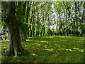 Part of the lime avenue, Gisborough Priory Gardens