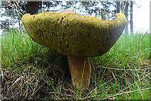 NJ0136 : Large Fungus by Anne Burgess